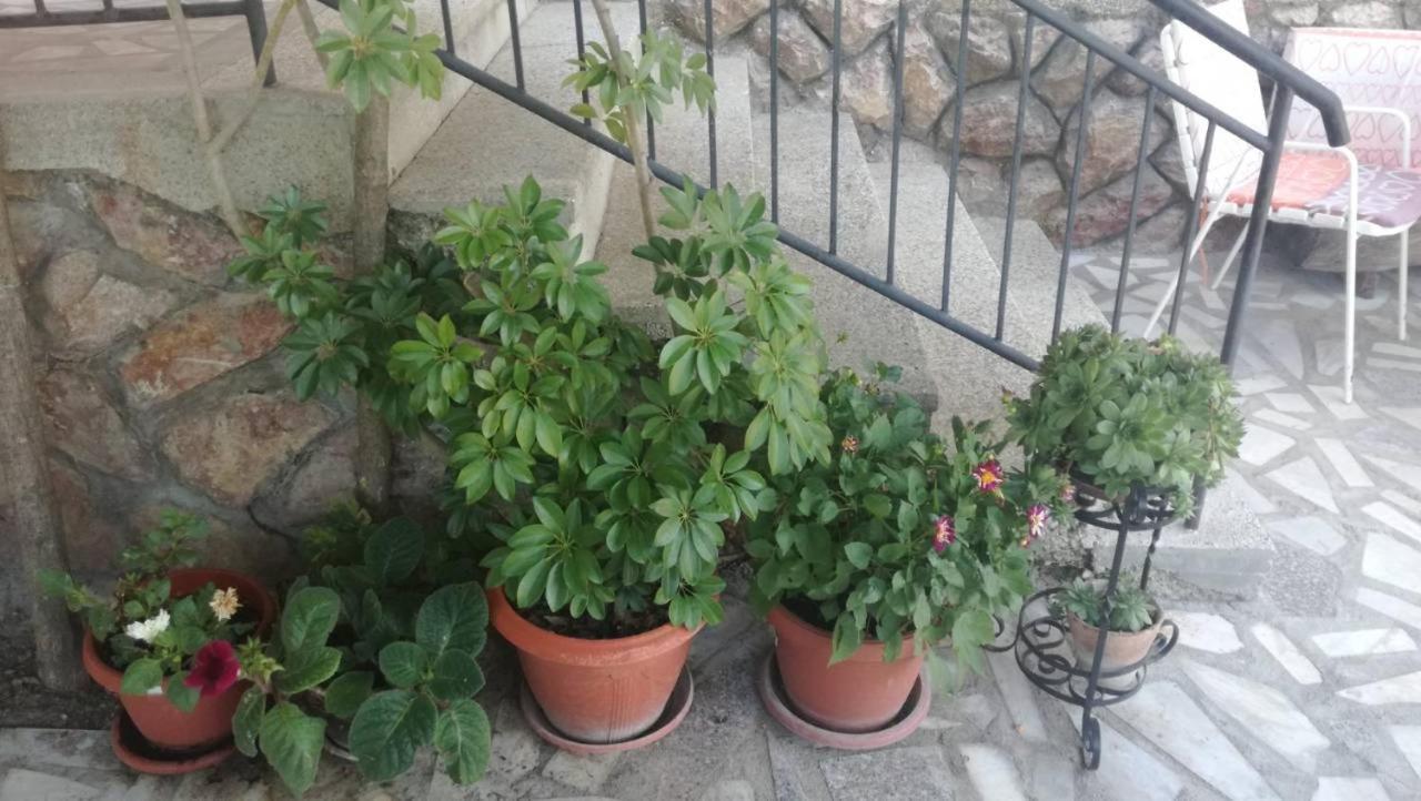 Guesthouse Zimovski Pestani Bagian luar foto